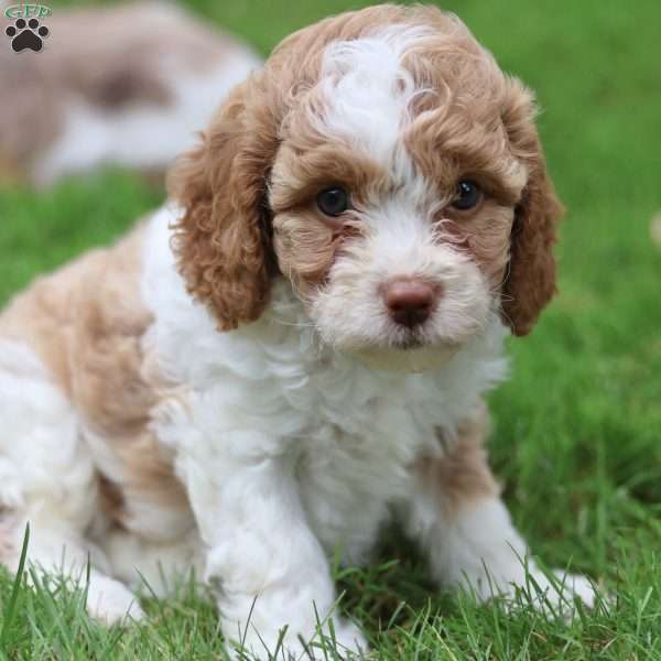 Sandy, Cavapoo Puppy